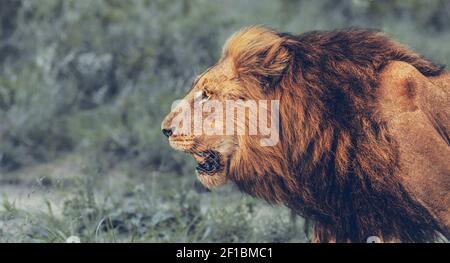 Big Wild Roaring Lion. Profil Portrait du Roi de la Jungle. Cinq grosses. Safari Game Drive. Animaux sauvages d'Afrique du Sud. Banque D'Images