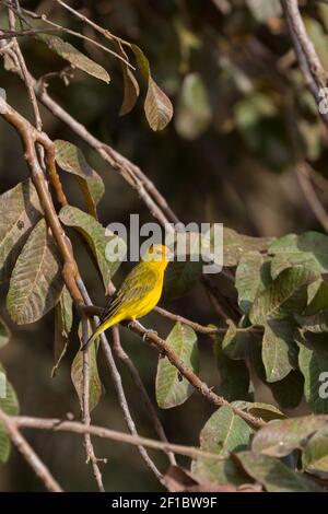 Le Finch jaune de Saffron dans l'habitat naturel sur la Transpantaneira dans le nord du Pantanal à Mato Grosso, Brésil Banque D'Images
