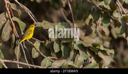 Un Finch de Saffron assis sur une branche de la Transpantaneira dans le nord du Pantanal à Mato Grosso, Brésil Banque D'Images