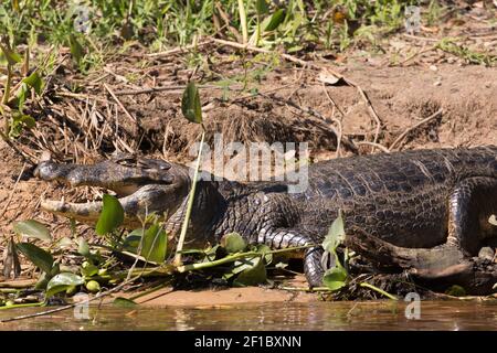 Gros plan OG un caiman (caiman yacare) spectaculaire sur le Rio Sao Lourenco dans le nord du Pantanal à Mato Grosso, Brésil Banque D'Images