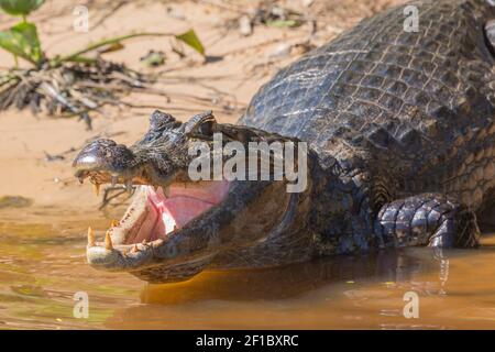 Gros plan de la tête avec la bouche ouverte et les dents visivables d'un Caiman dans le Pantanal nord à Mato Grosso, Brésil Banque D'Images