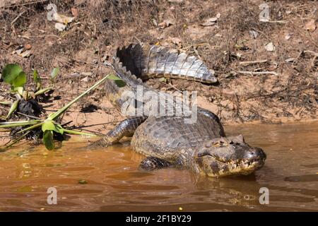 Faune sud-américaine : un caïman situé sur les rives du Rio Sao Lourenco dans le Pantanal nord à Mato Grosso, Brésil Banque D'Images