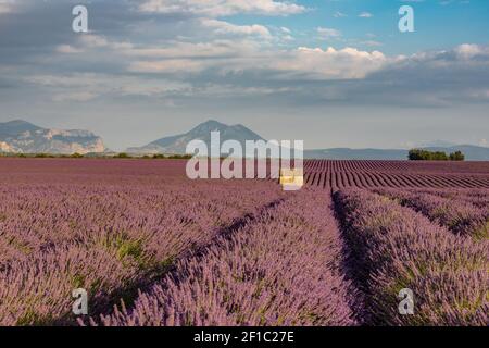 De beaux champs de lavande pourpres avec une ancienne hutte en pierre en Provence en France, en Europe Banque D'Images