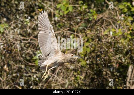 Heron volant de nuit (Nycticorax nycticorax) dans le nord du Pantanal à Mato Grosso, Brésil Banque D'Images