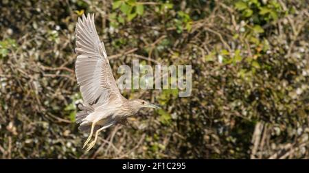 Faune: Heron de nuit (Nycticorax nycticorax) en vol, vu dans le Pantanal nord à Mato Grosso, Brésil Banque D'Images