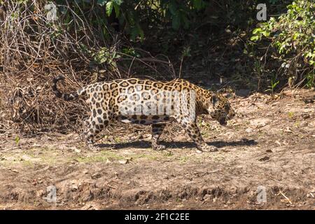 Faune brésilienne: Panther onca (Jaguar) chasse dans les chênes du Rio Sao Lourenco dans le Pantanal nord à Mato Grosso, Brésil Banque D'Images