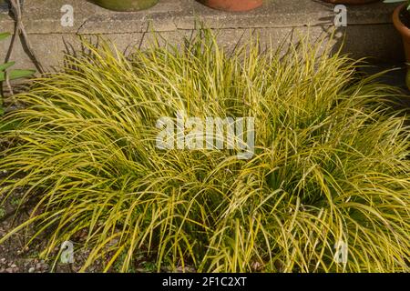 Hiver variété de feuillage vert et jaune du feuillure mince Plante drapeau doux (Acorus gramineus) Culture dans une frontière herbacée dans un jardin Banque D'Images