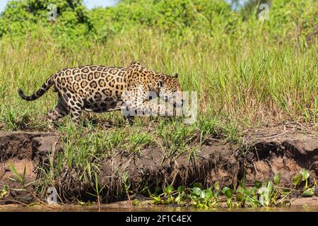 Animal brésilien : Jaguar dans le Pantanal à la recherche de proies Banque D'Images