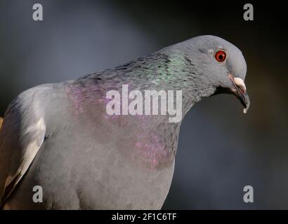 Les pigeons sauvages (Columba livia domestica), également appelés colombes de ville, pigeons de ville, ou pigeons de rue, sont des pigeons qui descendent du porc domestique Banque D'Images