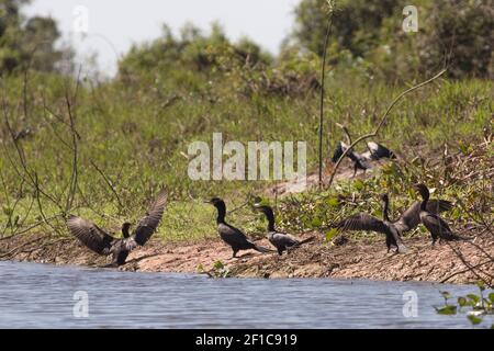 Groupe de Cormorants Olivacieux (Phalacrocorax brasilianus) dans le Pantanal nord à Mato Grosso, Brésil Banque D'Images