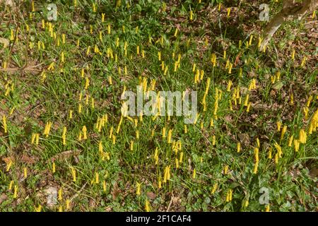 Terrain boisé recouvert de fleur de printemps jaune vif Cyclamen fleuri Plantes de Daffodil (Narcissus cyclamineus) dans un jardin dans le Devon rural Banque D'Images