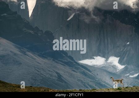 Parc national Torres del Paine, Patagonie, Chili, Amérique du Sud. Un Guanaco debout contre un paysage de montagne spectaculaire avec un glacier , pas de gens Banque D'Images