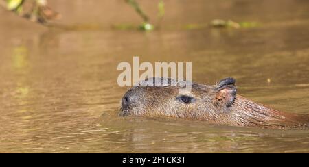 Chef d'un capybara nageant dans le Pantanal à Mato Grosso, Brésil Banque D'Images