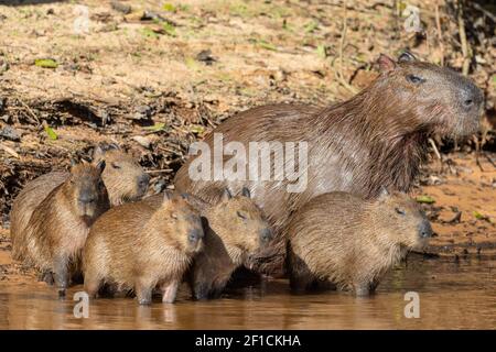 Gros plan d'un groupe de capybaras avec quatre jeunes et un adulte dans le Pantanal près de Porto Jofre à Mato Grosso, Brésil Banque D'Images