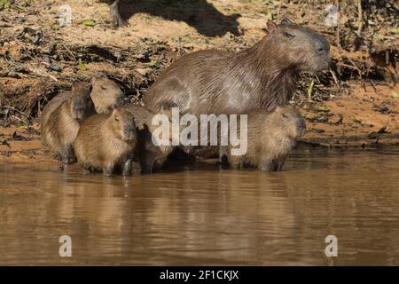 Famille de capybaras avec quatre jeunes et un adulte au Rio Sao Lourenco dans le Pantanal à Mato Grosso, Brésil Banque D'Images