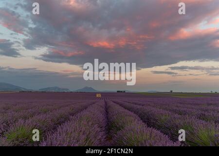 De beaux champs de lavande pourpres avec une ancienne hutte en pierre en Provence en France, en Europe Banque D'Images