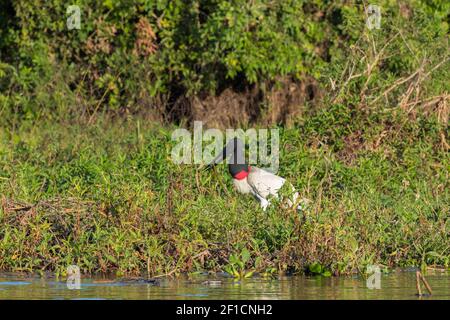 Jabiru mycteria, le plus haut oiseau volant de l'amérique du Sud, dans le Pantal à Mato Grosso, Brésil Banque D'Images