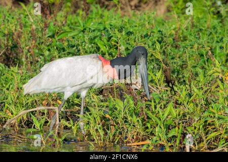 Jabiru entre gras dans le Pantanal à Mato Grosso, Brésil Banque D'Images