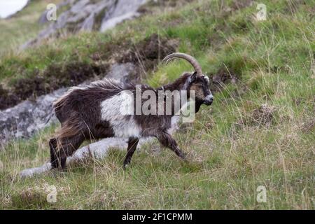 Chèvre sauvage (Capra hircus), Dumfries & Galloway, Écosse, Royaume-Uni Banque D'Images