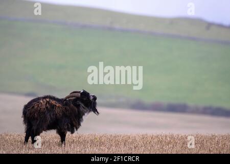 Chèvre sauvage (Capra aegagrus hircus), sur terrain de chaume, collines de Cheviot, Northumberland, Royaume-Uni Banque D'Images