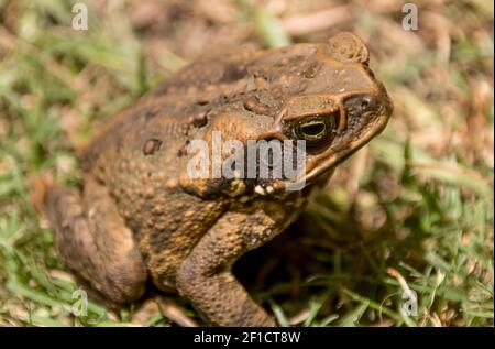 Crapaud de canne, marina de rhinella, Queensland Australie. Un ravageur sauvage, originaire d'Amérique centrale et d'Amérique du Sud, qui nuit à la faune et aux cultures en Australie Banque D'Images