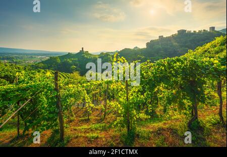 Collines Prosecco, vignobles et église San Lorenzo et tours Credazzo. Site de l'UNESCO. Farra di Soligo. Vénétie, Italie, Europe. Banque D'Images