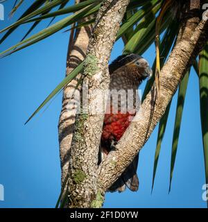 Rare perroquet indigène assis entre les branches d'arbre. Photo réalisée sur l'île Ulva, région de l'île Stewart (Rakiura), Nouvelle-Zélande Banque D'Images