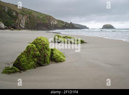 Plage isolée avec rochers mousseux en premier plan. Prise de vue effectuée pendant la journée à Allans Beach, Dunedin, Otago Peninsula, Nouvelle-Zélande Banque D'Images