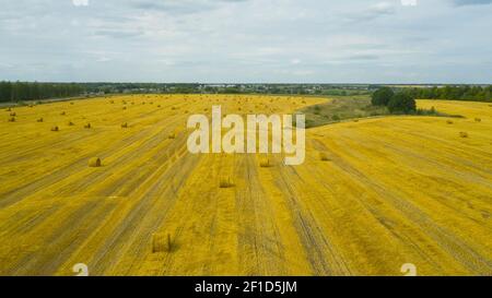 Vue de dessus du champ agricole doré avec des balles de foin. Balles de blé après récolte sur le terrain. Champ agricole composé de grosses balles rondes jaunes après la récolte, de rouleaux de paille, de balles de paille dans le champ agricole. Banque D'Images