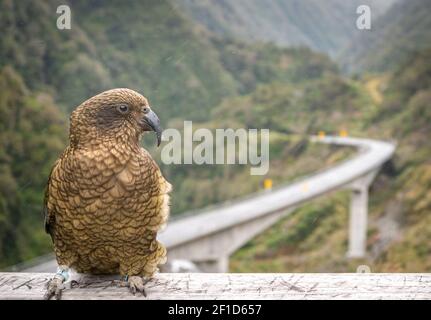 Perroquet de montagne posant. Gros plan sur Nestor Kea, originaire de Nouvelle-Zélande, situé uniquement sur l'île du Sud Banque D'Images