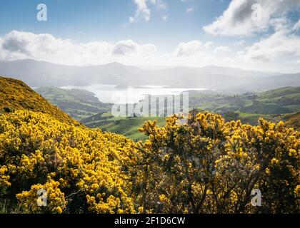 Vue sur la magnifique vallée avec un feuillage jaune intéressant en premier plan, prise de vue à Banks Peninsula près de Christchurch, île du Sud de la Nouvelle-Zélande Banque D'Images