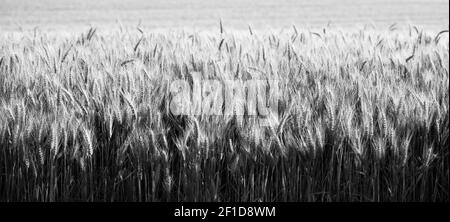 Close Up les grains entiers de la vraie nourriture de plus en plus sur le terrain les agriculteurs Banque D'Images