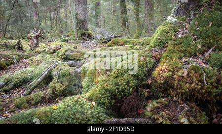 Bois de Moody avec des racines mossy et un vieux arbre en premier plan, tourné en Nouvelle-Zélande Banque D'Images