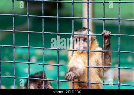 Animaux sauvages. Monkey avec un regard triste se trouve derrière un treillis métallique Banque D'Images