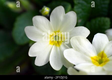 Fleur jaune, Primrose commun (Primula vulgaris), floraison au printemps. À Sussex, Angleterre, Royaume-Uni. Banque D'Images