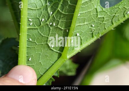 Le blanc de Silverleaf, Bemisia tabaci (Hemiptera: Aleyrodidae) est un important ravageur agricole. Insectes sur le fond de la feuille de zucchini. Banque D'Images