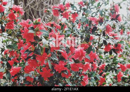 Camellia rouge 'Freedom Bell' en fleur Banque D'Images