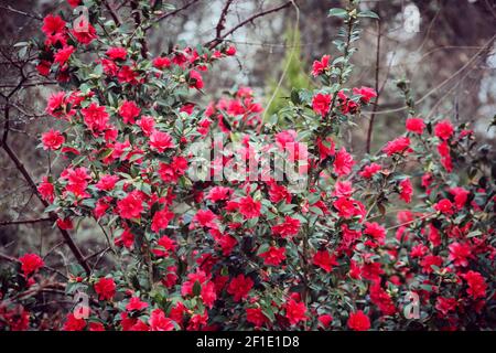 Camellia rouge 'Freedom Bell' en fleur Banque D'Images