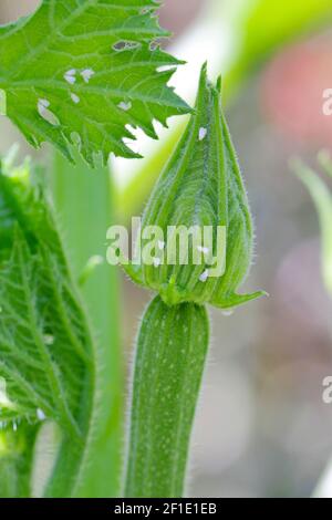 Le blanc de Silverleaf, Bemisia tabaci (Hemiptera: Aleyrodidae) est un important ravageur agricole. Insectes sur la courgette. Banque D'Images