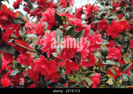 Camellia rouge 'Freedom Bell' en fleur Banque D'Images