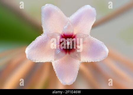 Gros plan des cinq pétales en forme d'étoile d'une seule fleur de hoya (cirage, cirage, cirage) Banque D'Images