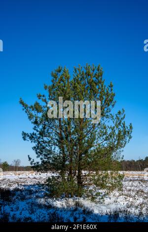 Heath paysage avec le pin écossais sur un hiver ensoleillé Jour (Pinus sylvestris) Banque D'Images