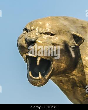 Angry Cougar Sculpture Head Banque D'Images