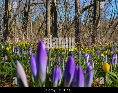 Sieversdorf, Allemagne. 08 mars 2021. Les crocus violets, les bulbes d'hiver jaunes et les gouttes de neige dispersées fleurissent dans une forêt. Les différents fleuron du printemps brillent sur le sol de la forêt comme un grand tapis coloré. Credit: Patrick Pleul/dpa-Zentralbild/ZB/dpa/Alay Live News Banque D'Images