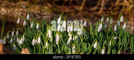 Panorama des gouttes de neige, également appelé Galanthus nivalis ou schneegloeckchen Banque D'Images