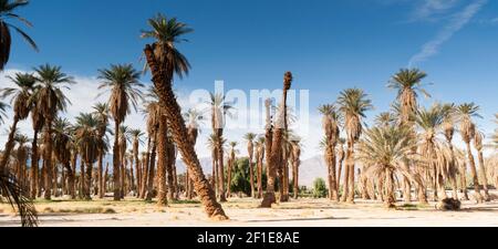 Une oasis d'arbres tropicaux four Creek Death Valley Banque D'Images