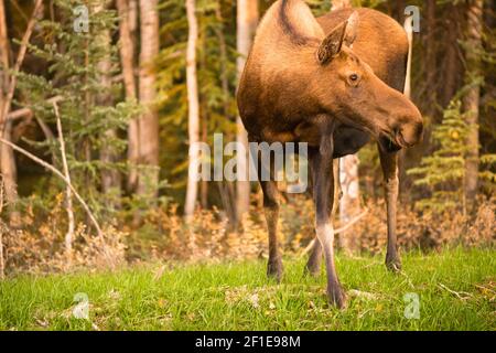 Femelle de Moose Cow se nourrissant de Grass Alaska Wilderness Banque D'Images