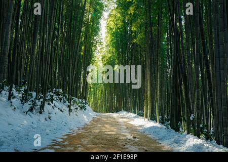 Un mystérieux chemin de forêt de bambou éclairé par la lumière du soleil, un beau paysage d'hiver en Corée. Banque D'Images