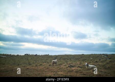 Un troupeau de moutons se détendant dans un champ ouvert sur une journée nuageux Banque D'Images