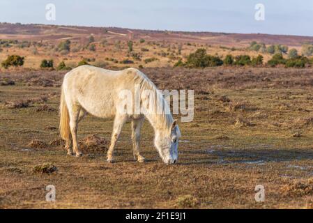 Poney White New Forest paissant sur de courtes herbes et une lande en mars, Hampshire, Royaume-Uni Banque D'Images